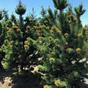 Borovica čierna (Pinus nigra) ´OREGON GREEN´ – výška 150/175 cm, kont. C35L